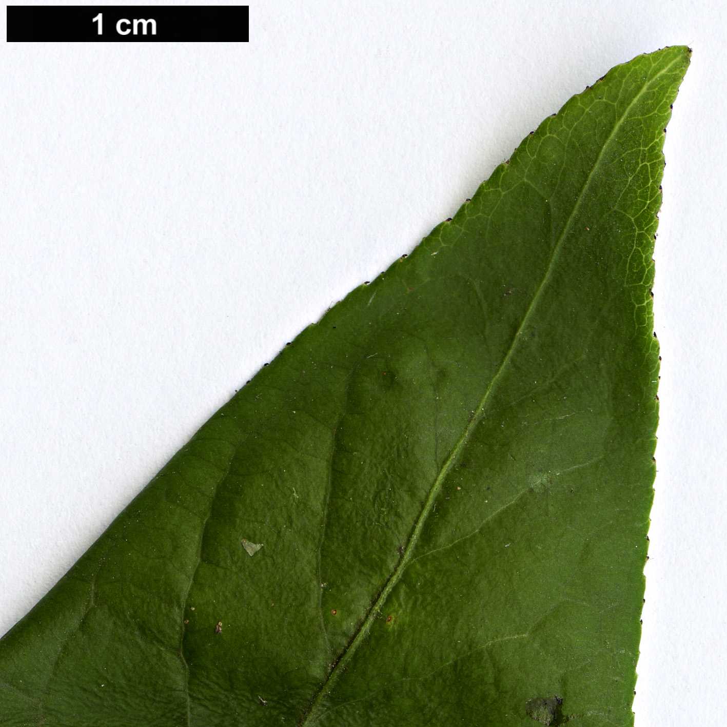 High resolution image: Family: Celastraceae - Genus: Euonymus - Taxon: hamiltonianus - SpeciesSub: var. lanceifolius